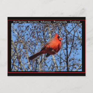Carte Postale Promenade de Hot Springs Mountain Cardinal Gifts