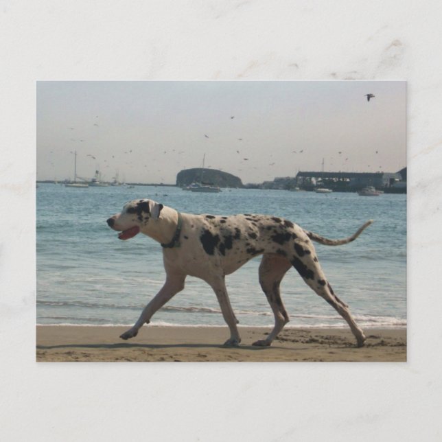 Carte Postale Promenade de l'après-midi III (Devant)