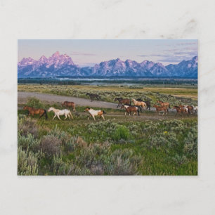 Carte Postale Promenade des chevaux