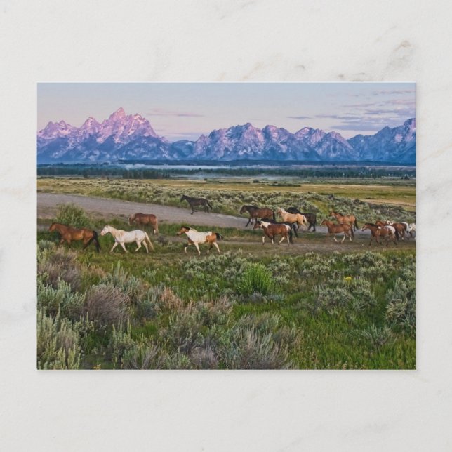 Carte Postale Promenade des chevaux (Devant)