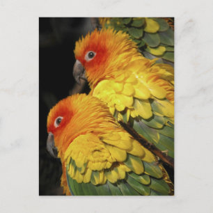 Carte Postale Promenade du côté sauvage - paire de perroquets