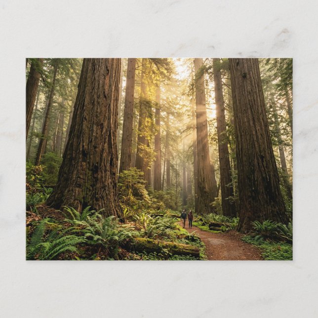 Carte Postale Promenade en forêt (Devant)