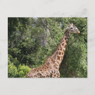 Carte Postale promenade en girafe