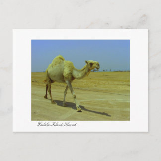 Carte Postale Promenade sur la longue route - Camel sur l'île de