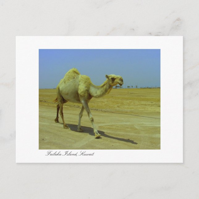 Carte Postale Promenade sur la longue route - Camel sur l'île de (Devant)