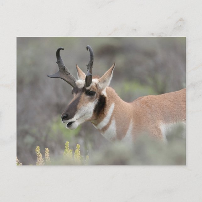 Carte Postale Pronghorn Antelope Buck | Grand Tetons (Devant)