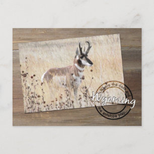 Carte Postale Pronghorn Antelope Photo sur Wood - Wyoming WY USA