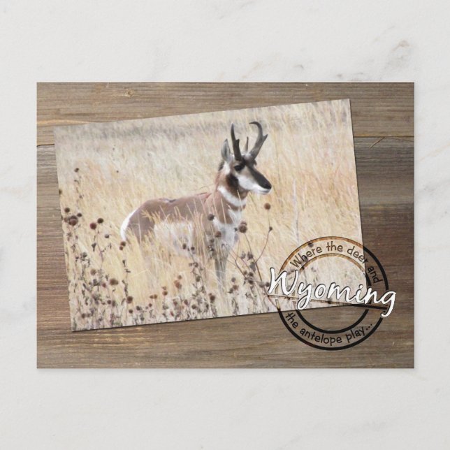 Carte Postale Pronghorn Antelope Photo sur Wood - Wyoming WY USA (Devant)