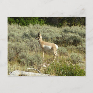 Carte Postale Pronghorn au Parc national de Grand Teton