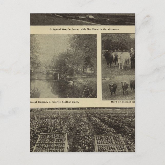 Carte Postale Prospérité, abondance en Oregon (Devant)