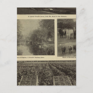 Carte Postale Prospérité, abondance en Oregon