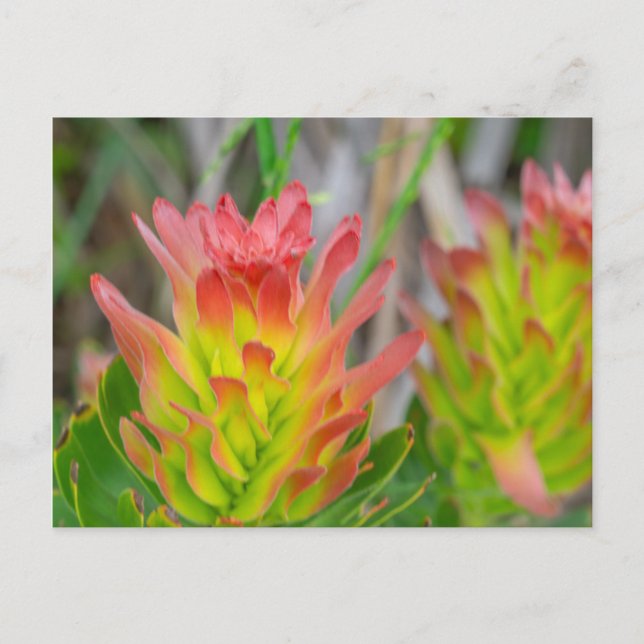 Carte postale - Protea à Kirstenbosch (Devant)