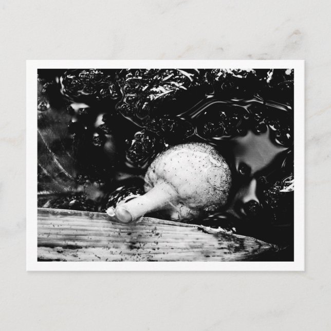 Carte Postale protecteur sombre (Devant)