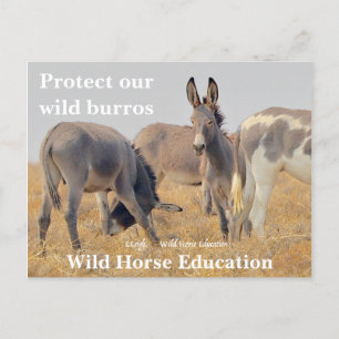 Carte Postale Protégez nos Burros sauvages