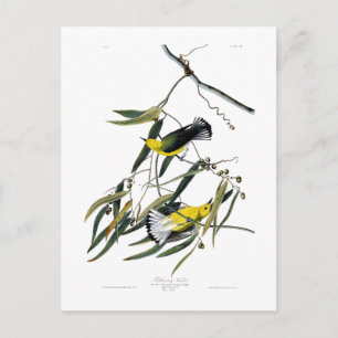 Carte Postale Prothonotary Warbler John James Audubon Birds