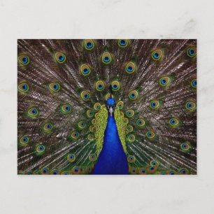Carte postale Proud Peacock