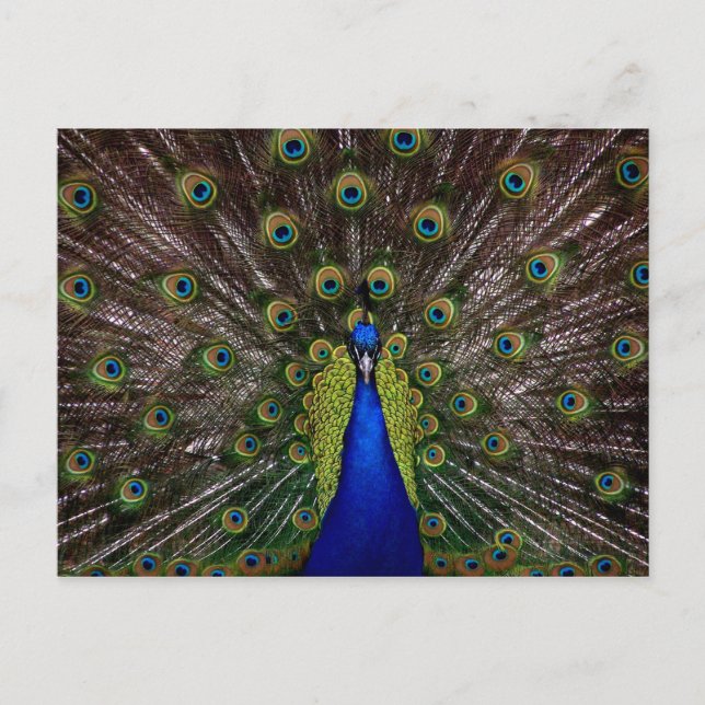 Carte postale Proud Peacock (Devant)