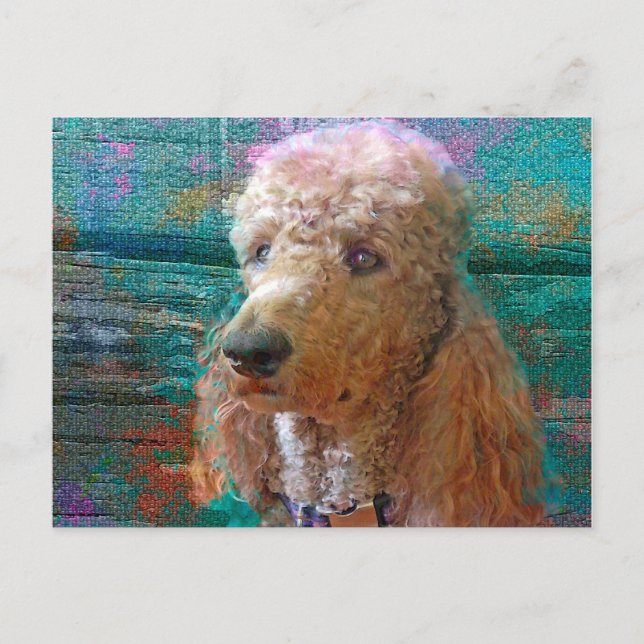 CARTE POSTALE PROUD POODLE (Devant)