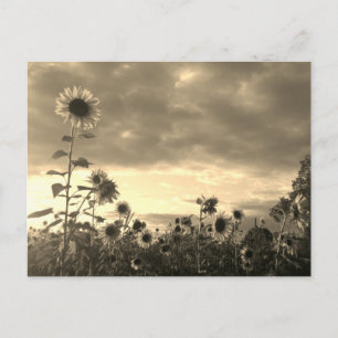Carte Postale Proud Sunflower at Sunset - Postcard