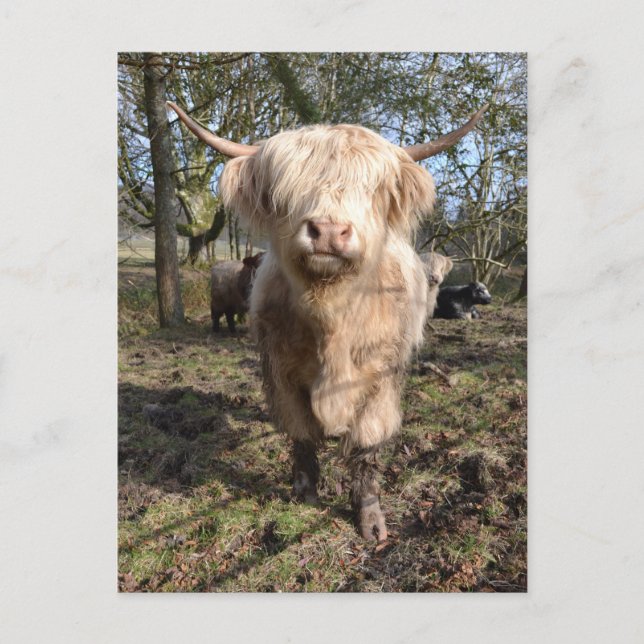 Carte Postale Proud to be Scottish (Devant)