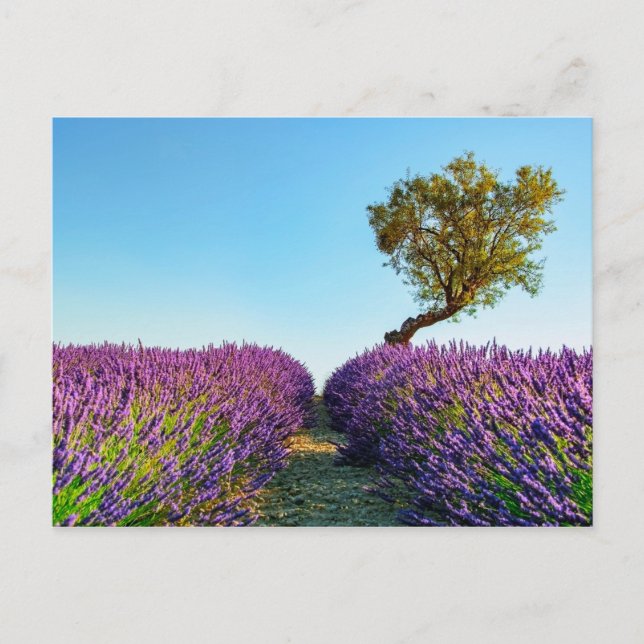 Carte Postale Provence (Devant)