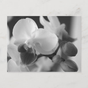Carte Postale Proverbs 10:12 Orchid Postcard