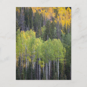 Carte Postale Provo