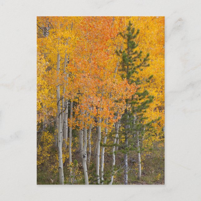 Carte Postale Provo River and aspen trees (Devant)