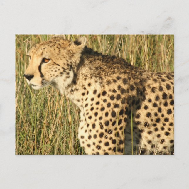 Carte postale Prowling Cheetah (Devant)