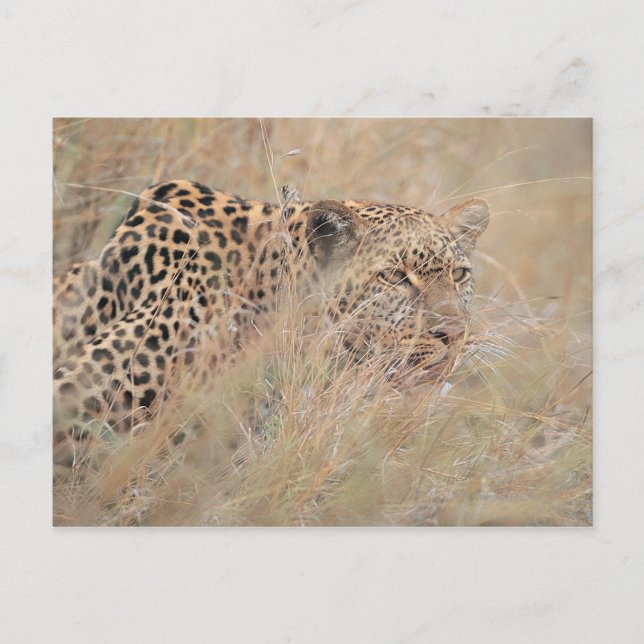 Carte Postale Prowling Leopard se cacher dans les Prairies (Devant)
