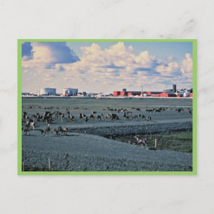 Carte Postale Prudhoe Bay, Alaska