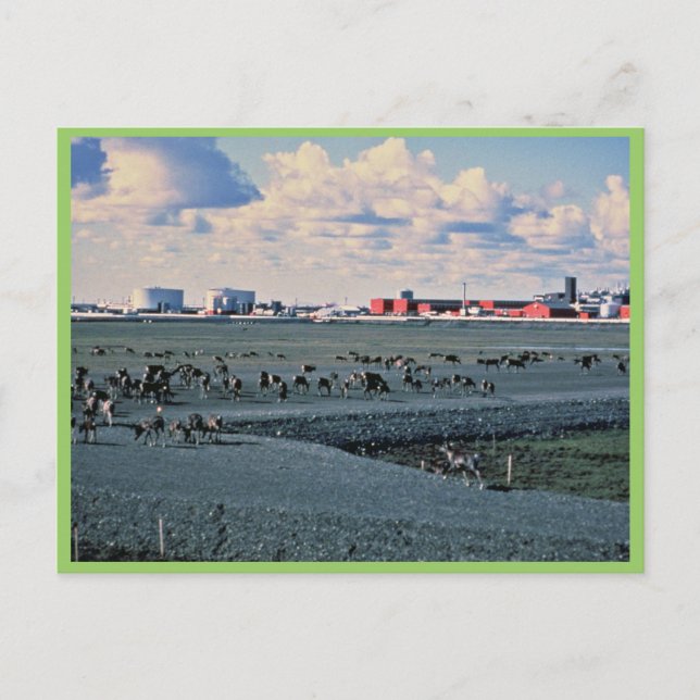 Carte Postale Prudhoe Bay, Alaska (Devant)