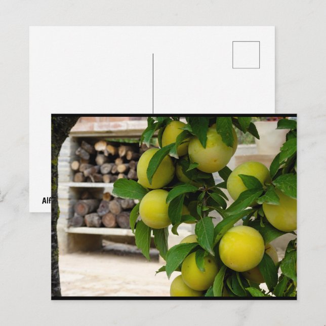 Carte Postale Prunes Jaunes Bois Rustique (Devant / Derrière)