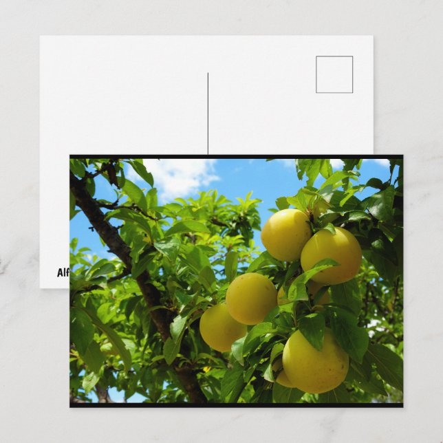 Carte Postale Prunes Jaunes Ciel Bleu (Devant / Derrière)