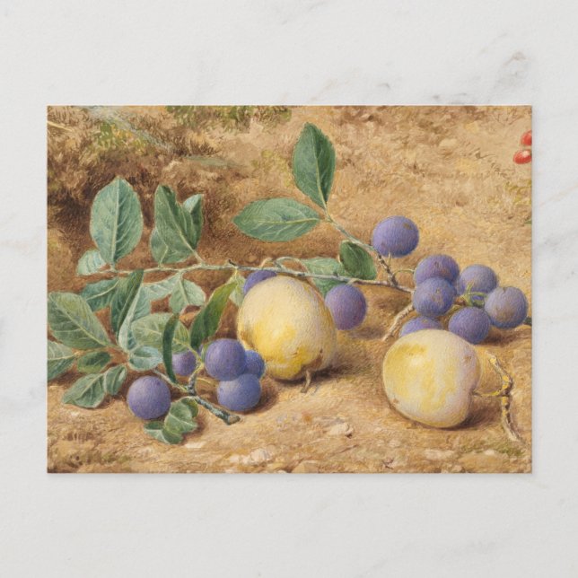 Carte Postale Prunes par John William Hill (Devant)