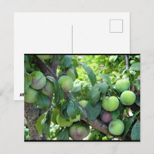 Carte Postale Prunes Violettes Non Mûres