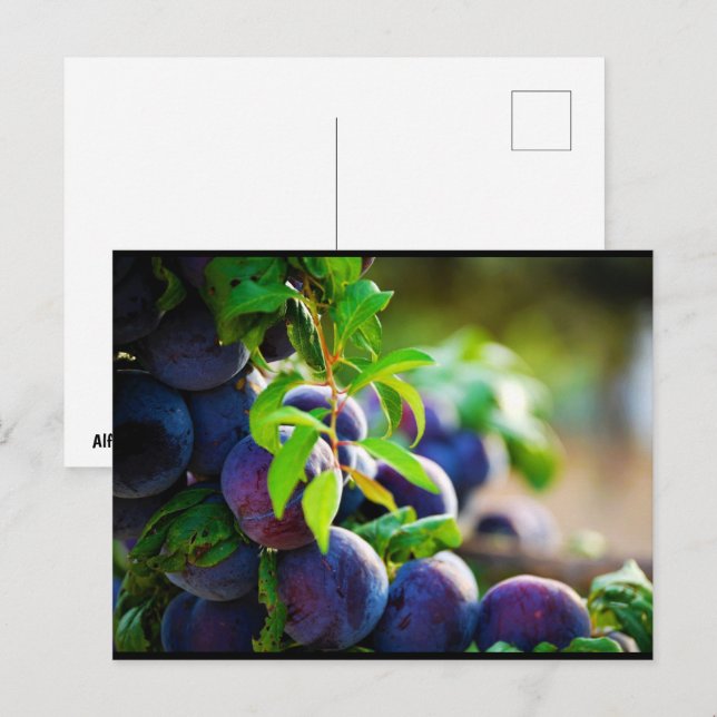 Carte Postale Prunes violettes sur l'arbre (Devant / Derrière)