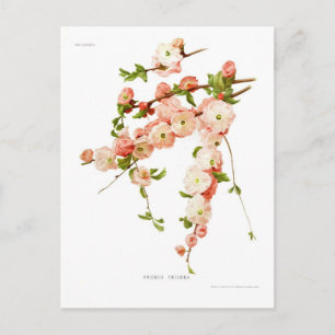 Carte Postale Prunus triloba (amande fleurie)