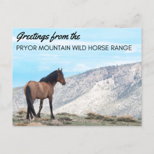 Carte postale Pryor Mountain Wild Mustang : Horizo