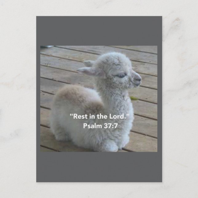 Carte postale Psalm Llama (Devant)