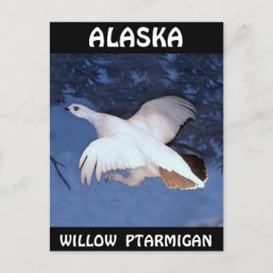 Carte Postale Ptarmigan à saule de l'Alaska