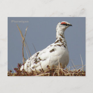 Carte Postale Ptarmigan au printemps, île de l'Unalaska