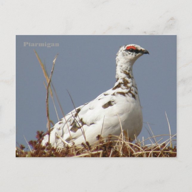 Carte Postale Ptarmigan au printemps, île de l'Unalaska (Devant)