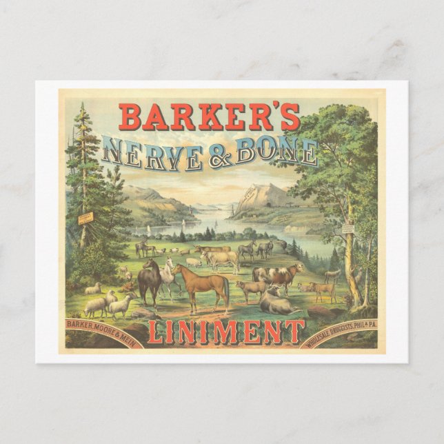 Carte Postale Publicité ancienne Médicament breveté pour chevaux (Devant)