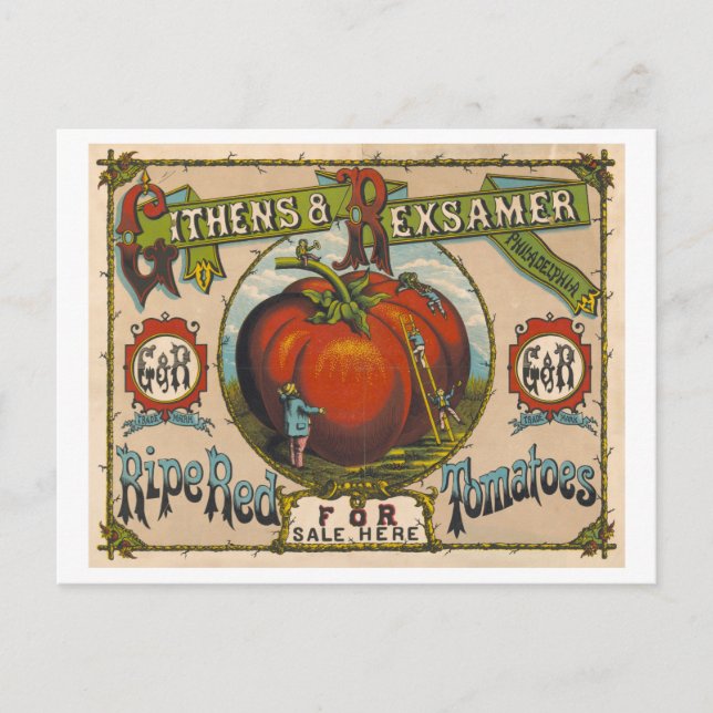 Carte Postale Publicité ancienne pour des tomates rouges mûres (Devant)