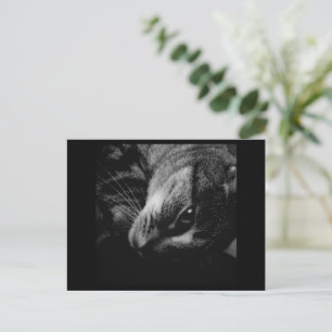 Carte Postale Publicité noire et blanche d'Indigo