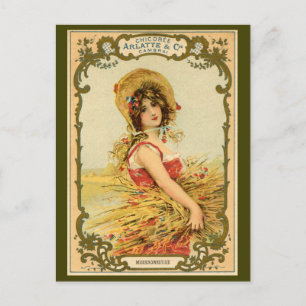 Carte Postale Publicité sur la récolte de chicorée