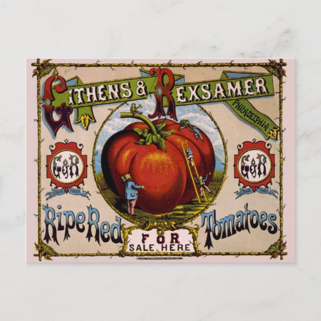 Carte Postale Publicité vintage tomates rouges mûres (Devant)