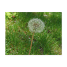 Carte postale 'Puff' de Dandelion Seed