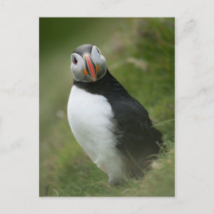 Carte postale Puffin